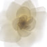 White Rose Flower - Art Print